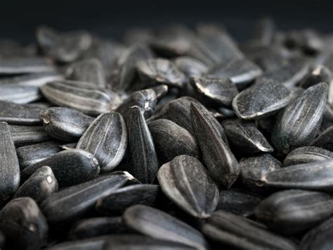 Information About Black Oil Sunflower Seeds And Black Seed Sunflower Plants