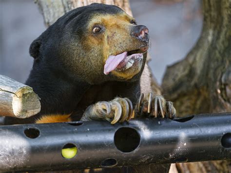 Hungry Sun Bear With Tongue Out A Funny Picture Of The Fem Flickr