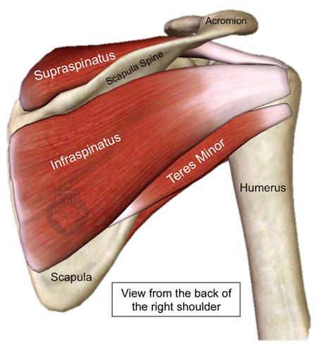 The 42 Facts About Diagram Of Shoulder Muscles And Tendons The