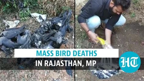 Watch Mass Bird Deaths In Rajasthan And Madhya Pradesh Flu Alert Sounded Hindustan Times
