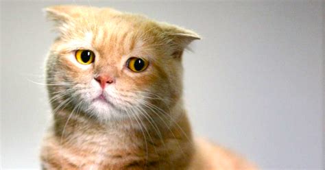 Sad Cat Diaries Are Officially The Funniest Thing Ever