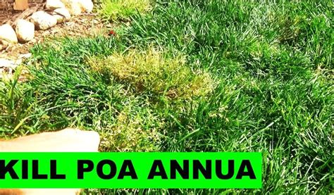 Poa Annua Pre Emergent 5000 Subs And How To Kill Poa Annua Youtube