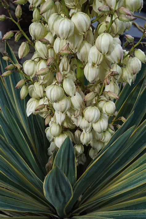 Yucca Flower Flor De Izote Best Flower Site