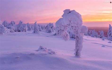 Snowy Snow Viewes Great Sunsets Trees Winter Plants Wallpapers