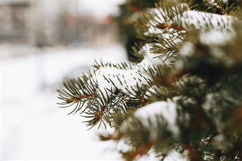5 Ways To Protect Your Evergreens From Winter Land Design Associates
