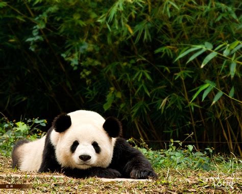 Cetak dan berikan untuk buah hati supaya mereka dapat asyik mewarnai. gambar: Gambar Panda Lucu Lengkap