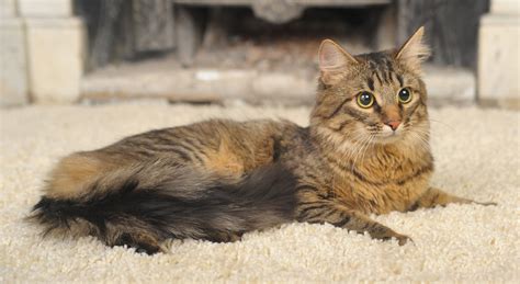 How to clean human urine from carpet. How to Clean Dried Cat Urine From a Carpet - Cleaning Sure