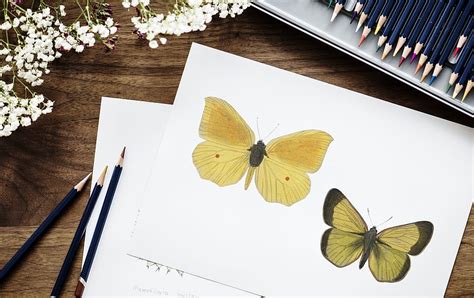 30 Trend Terbaru Gambar Sketsa Kupu Kupu Dan Bunga