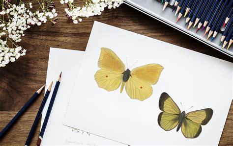Cara menggambar kupu kupu how to draw butterfly youtube via www.youtube.com. 30+ Trend Terbaru Gambar Sketsa Kupu Kupu Dan Bunga ...