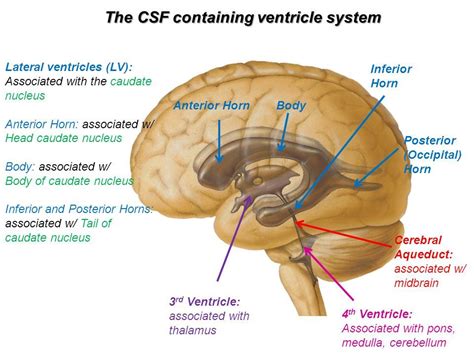 Image Result For Caudate Nucleus And Frontal Horn Of Lateral Ventricle