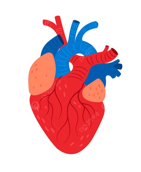 Corazón Anatómico Vector Ciencia Aislada Png Dibujos Venas Lindo