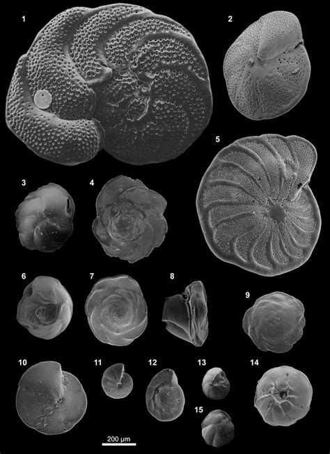Benthic Foraminifera Off Peru Figures