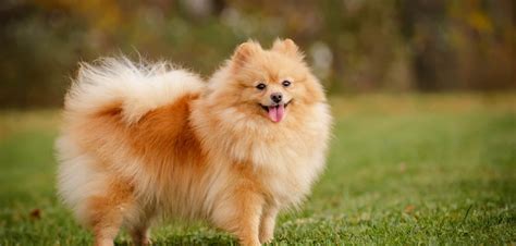 owalo design: Reinrassige Kleine Hunde