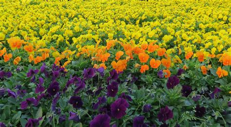 Nuova collezione di fantastici sfondi floreali, eleganti immagini di sfondo di fiori, bellissime immagini. Immagini Fiori 4K : Sfondi 1920x1200 Px 4k Fiore Giardino ...