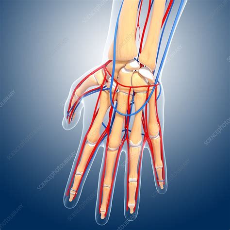 Hand Anatomy Artwork Stock Image F0061234 Science Photo Library