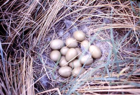 Sharp Tailed Grouse Nest Flickr Photo Sharing