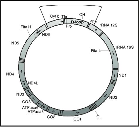 Esquema Da Molécula Circular De Dna Mitocondrial Animal Fonte
