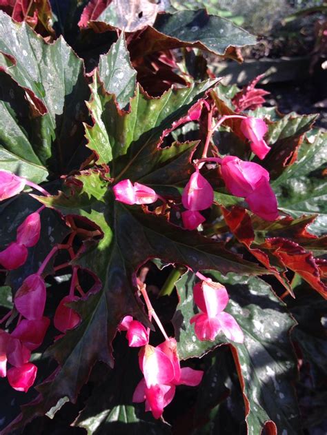 17 Images About Pendulacane Type Begonias On Pinterest Sun Hanging