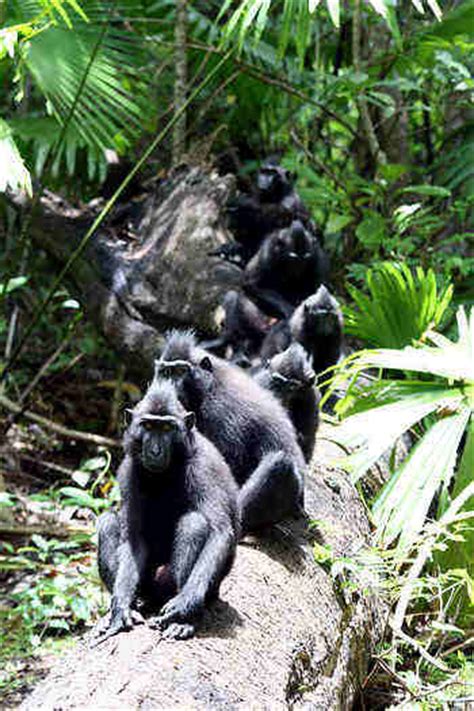 The forest these giant sengi call home is being destroyed for development. Most Indonesian Animals Rare Mammals | sijine