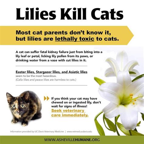 Can Calla Lilies Kill Cats Abieww
