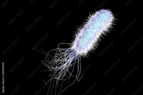 Bacterium Pseudomonas Aeruginosa Isolated On Black Background