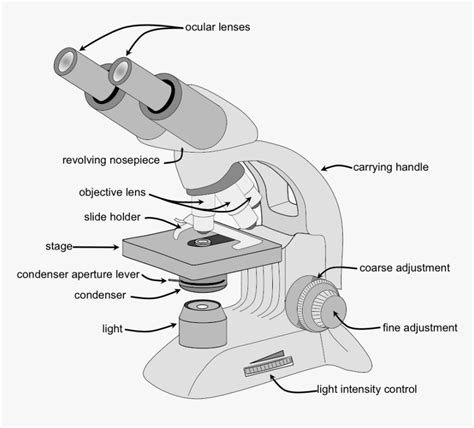 Parts And Function Of The Compound Light Microscope Images
