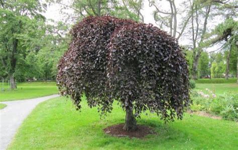 24 Types Of Weeping Trees Small Ornamental And Evergreen Varieties