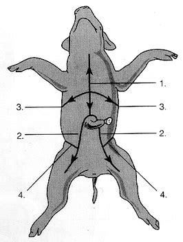 Skinning Pig - Fetal Pig Anatomy Lab