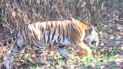 Tiger Sightings In India YouTube
