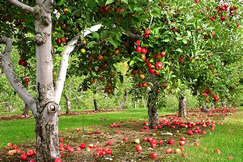 How And What To Plant A Small Area The Fruit Trees And Bushes Photo