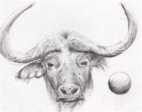 Bull Sketch At Explore Collection Of Bull Sketch