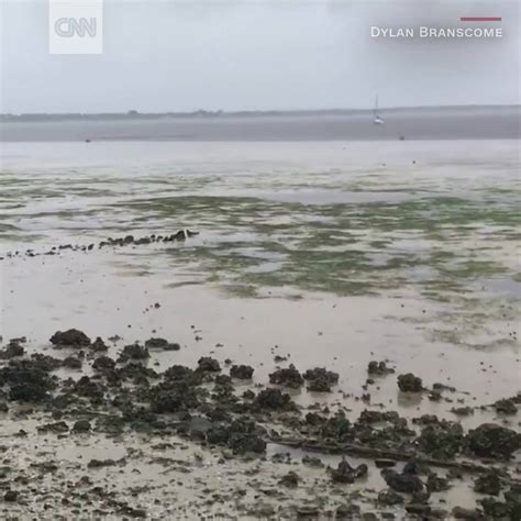 Irma Drained Water Away From Shore In Charlotte Harbor Florida Hurricane Irmas Extraordinary