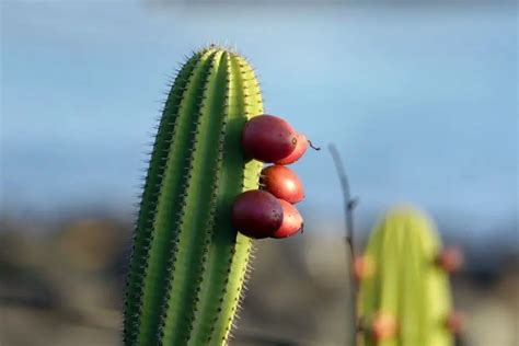Cereus Cactus Care And Grow Complete Guide Cactuscare