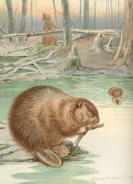 Animals That Changed History Cute Animals Animals Beaver