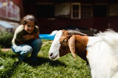 Goat Lancaster Farm Sanctuary