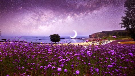Walking through sprawling fields of blooming flowers is the perfect way to celebrate spring. Purple Field Of Flowers Wallpapers - Wallpaper Cave