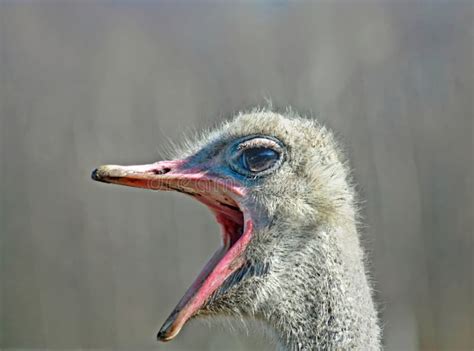 Talking Ostrich Stock Photos Free Royalty Free Stock Photos From Dreamstime