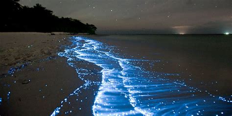 Glowing Plankton On The Maledives Beach Vaadhoo Island Maldives Cool