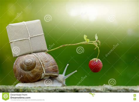 Snailmail Snail With Package On The Snail Shell Stock
