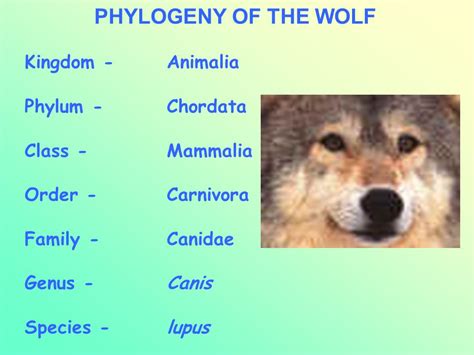 Classification Of Wolves Science Of Wolves