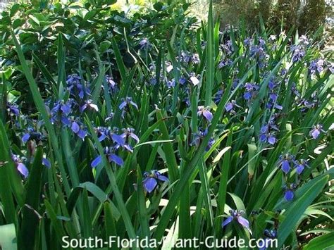 The Beautiful Irises Of South Florida Include African Walking Blue