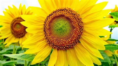 Sunflower Full Hd Wallpaper And Background Image