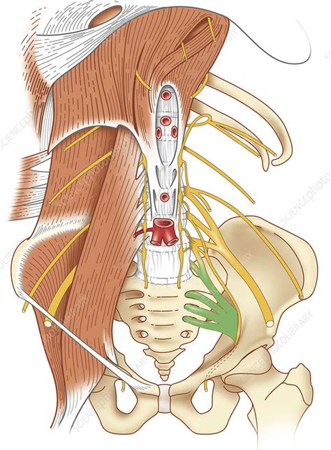 Back Muscle Anatomy Artwork Stock Image C0107086 Science Photo