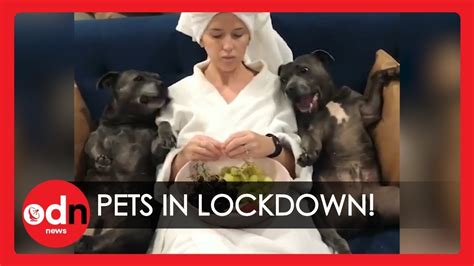 Total lockdown is a battle royale on the top floors of a giant skyscraper. Hilarious Videos of Pets Up to No Good During Coronavirus ...