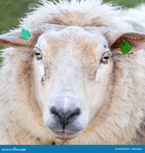 Adult Sheep Stands In Meadow And Looks Stock Photo Image Of Curious