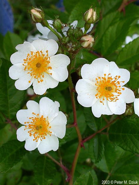 In addition to the classic yellow varieties, there are also white daffodils found in several species in the narcissus genus. Rosa multiflora (Multiflora Rose): Minnesota Wildflowers