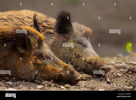 Wild Boar Pig Wild Boar Sus Scrofa Two Sleeping Wild Pigs Germany