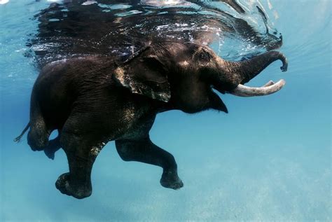 Rajan The Last Swimming Elephant By Daniel Botelho Cute Animal