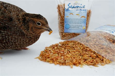 Haltung, zucht und brut der wachtel wird beschrieben. Der Online Shop für Wachtelhalter. Alles rund um die Wachtel!