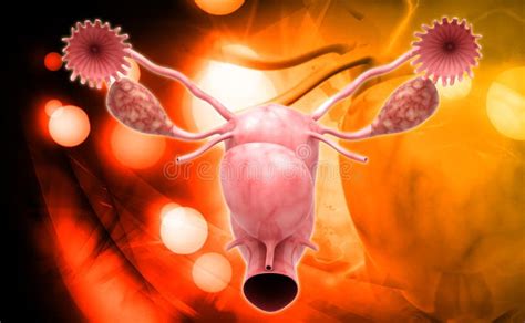 Female Reproductive System Stock Illustration Illustration Of Ovary